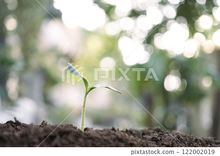growing green small plant closeup growing green small plant closeup 122002019