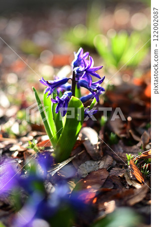 Purple flower 122002087