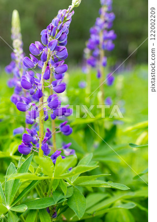 Wild lupins on a meadow, purple colored flowers in summer, lupine field blooming Wild lupins on a meadow, purple colored flowers in summer, lupine field blooming 122002209