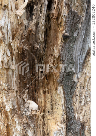 old rotten tree stump, closeup photo old rotten tree stump, closeup photo 122002240