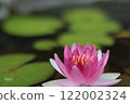 Pink water lily flowers floating on the water surface 122002324