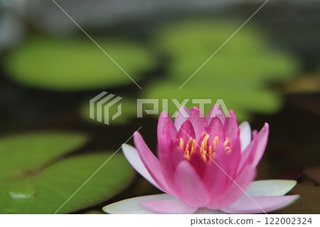 Pink water lily flowers floating on the water surface Pink water lily flowers floating on the water surface 122002324
