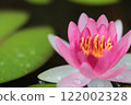 Pink water lily flowers floating on the water surface 122002328