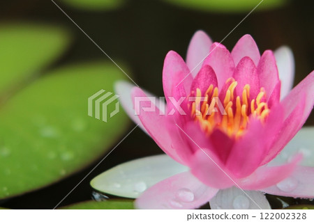 Pink water lily flowers floating on the water surface 122002328
