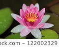 Pink water lily flowers floating on the water surface 122002329