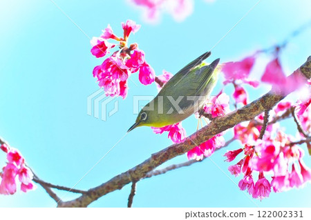 Meiro and Hikanzakura 122002331