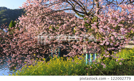 Kawazu cherry blossoms blooming along the river Kawazu cherry blossoms blooming along the river 122002779