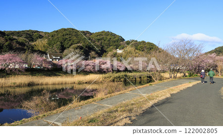 河津櫻花沿河綻放 河津櫻花沿河綻放 122002805