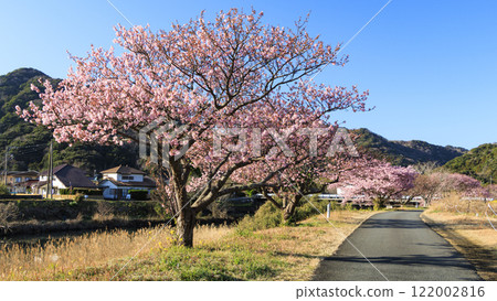 河津櫻花沿河綻放 122002816