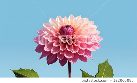 Autumn flower Dahlia illustration 122003093