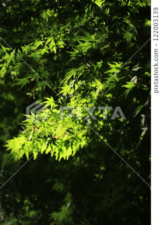 Summer sunlight shines through maple leaves 122003139