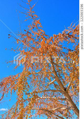 [愛知縣] 稻澤市總江町的秋天，銀杏果已經變成了銀杏樹 122003196