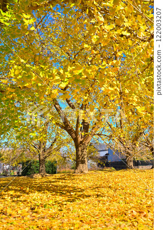[Aichi Prefecture] Autumn in Sobue-cho, Inazawa City: Ginkgo trees with yellow leaves 122003207