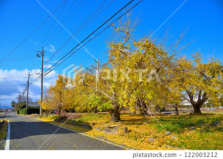 [愛知縣] 稻澤市總江町的秋天，黃葉的銀杏樹 122003212