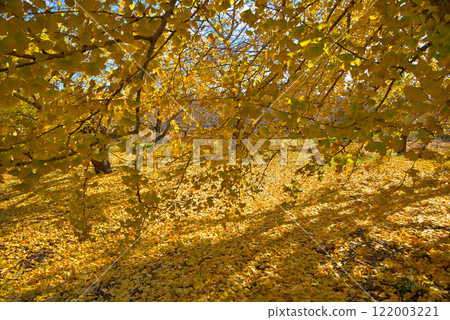 [Aichi Prefecture] Fallen ginkgo leaves turning yellow in Sobue-cho, Inazawa City in autumn 122003221
