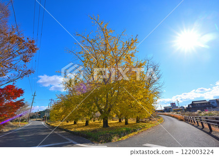 [Aichi Prefecture] Autumn in Sobue-cho, Inazawa City: Ginkgo trees with yellow leaves 122003224