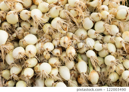Washed farm heads of onions Washed farm heads of onions 122003490