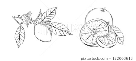 Lemon and Orange Sketch Vector Line Drawing of Citrus Fruits and Food Design, organic packaging and healthy food branding vector illustration Lemon and Orange Sketch Vector Line Drawing of Citrus Fruits and Food Design, organic packaging and healthy food branding vector illustration 122003613