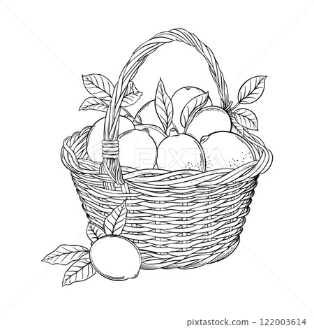 Lemon and Orange Sketch Vector Line Drawing of Citrus Fruits and Food Design, organic packaging and healthy food branding vector illustration 122003614