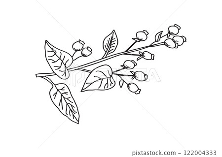 Line art botanical branch with leaves and berries isolated on white background. Black and white outline tree plant vector illustration. Graphic design for Print Brand Book Greeting Card Product Print Line art botanical branch with leaves and berries isolated on white background. Black and white outline tree plant vector illustration. Graphic design for Print Brand Book Greeting Card Product Print 122004333