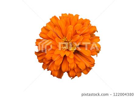 Orange and Yellow Zinnia Flowers. Orange and Yellow Zinnia Flowers. 122004380