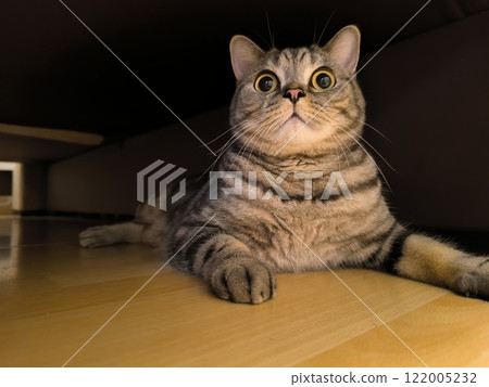 Grey tabby Scottish Straight cat peeking out while sitting on a shelf 122005232