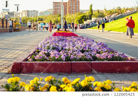 Flower Bed of petunia in public park. improvement, beautification and renovation of comfortable urban environment, improving quality of life. unrecognizable blurred crowd of people 122005425