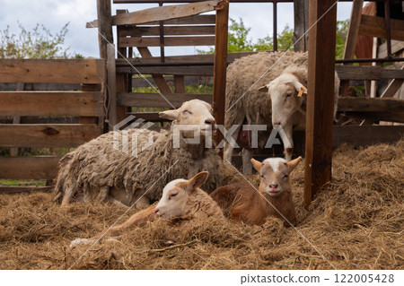 family of sheep sleeping on hay in paddock on organic ranch. two cute brown baby lambs and parents Katumsky or Katumas ovis aries sheep 122005428