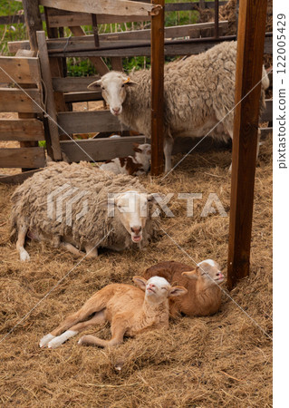flock of sheep with cute little baby lambs resting on hay in paddock on organic ranch. free range Katumsky or Katumas ovis aries sheep 122005429