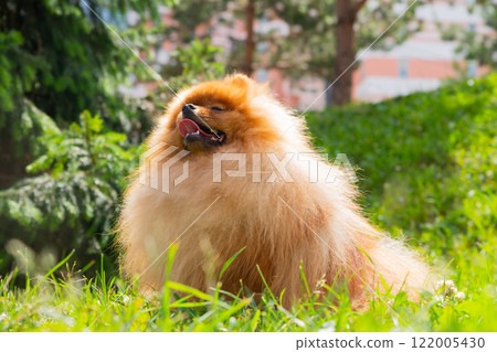 A fluffy Pomeranian spitz dog enjoying a sunny day in a lush green park with vibrant trees and grass 122005430