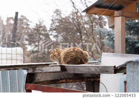 evil cat resting on a wooden structure in a quiet outdoor area during daytime surrounded by trees evil cat resting on a wooden structure in a quiet outdoor area during daytime surrounded by trees 122005433