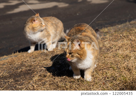 mother cat and adult kitten on grass outside. hungry cat family. care and help homeless animals, abandoned pets. animal protection mother cat and adult kitten on grass outside. hungry cat family. care and help homeless animals, abandoned pets. animal protection 122005435