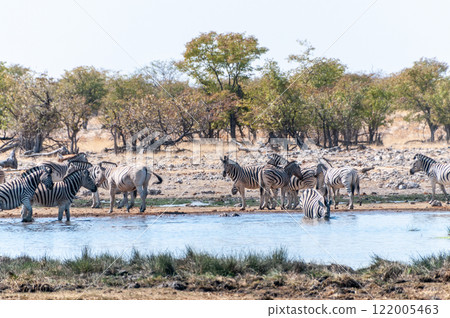 Zebras in Etosha 122005463