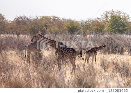 Giraffes in Etosha 122005465