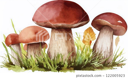 Boletus mushrooms painted in watercolor with vibrant colors and detail 122005923