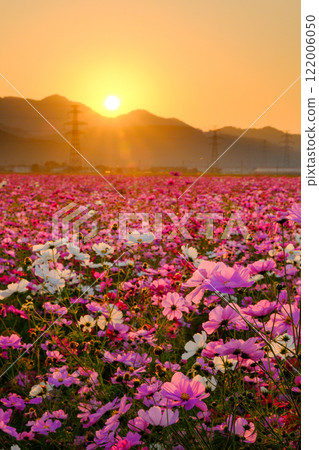 深秋的波斯菊領域 深秋的波斯菊領域 122006050