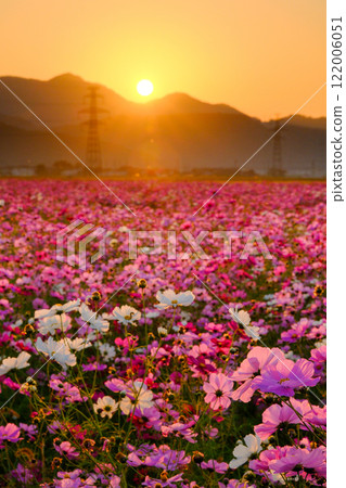 深秋的波斯菊領域 122006051