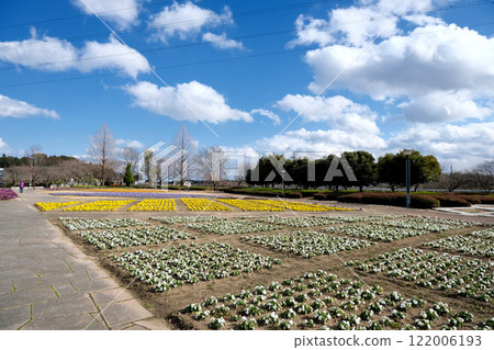 Suzuka City, Mie Prefecture_Suzuka Flower Park 5_March 2024 122006193
