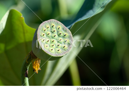 Ancient lotus, Ohga lotus fruit Ancient lotus, Ohga lotus fruit 122006464