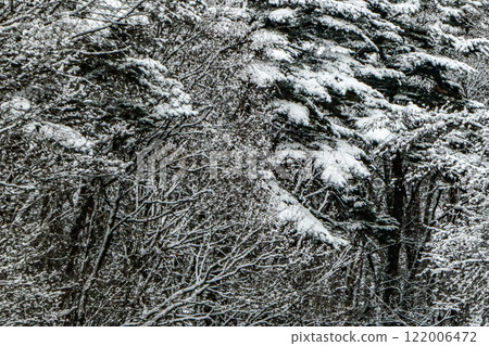 由於全球暖化,岩手縣八幡平市的冬季景色首次出現雪景。 由於全球暖化,岩手縣八幡平市的冬季景色首次出現雪景。 122006472