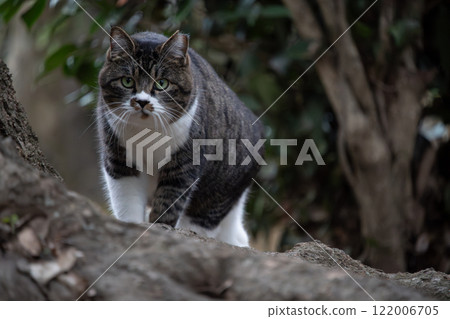 在自然公園的森林裡，一隻圓臉、腳趾像襪子一樣的流浪貓正向我們走來。 122006705