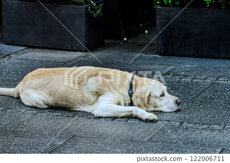 Sleeping dog pavement. High quality photo Sleeping dog pavement. High quality photo 122006711