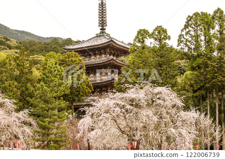 Cherry blossoms in full bloom and the five-story pagoda. Daigoji Temple with cherry blossoms in bloom. Kyoto's famous cherry blossom spots. Kyoto tourist attractions. Cherry blossoms in full bloom and the five-story pagoda. Daigoji Temple with cherry blossoms in bloom. Kyoto's famous cherry blossom spots. Kyoto tourist attractions. 122006739