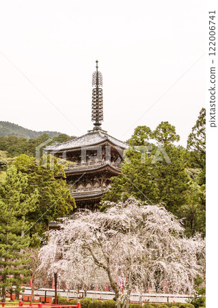 櫻花盛開五層寶塔,醍醐寺盛開,京都著名賞櫻勝地,京都旅遊景點 櫻花盛開五層寶塔,醍醐寺盛開,京都著名賞櫻勝地,京都旅遊景點 122006741