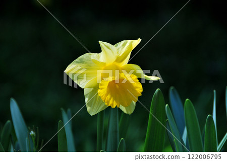 Daffodils bathing in the spring sunlight 122006795