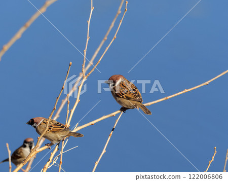 雀形目、雀科、麻雀屬、麻雀 雀形目、雀科、麻雀屬、麻雀 122006806