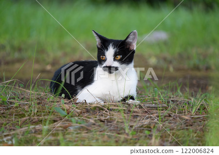 A stray cat with a tabby pattern that resembles whiskers sitting among the flowers in a natural park A stray cat with a tabby pattern that resembles whiskers sitting among the flowers in a natural park 122006824