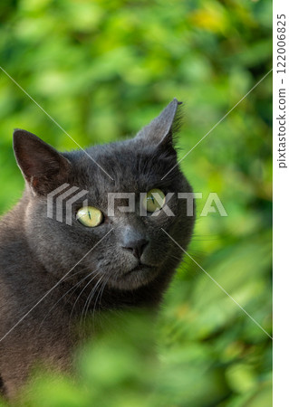 A stray cat with sharp eyes, grey fur and golden eyes, set against a natural green background A stray cat with sharp eyes, grey fur and golden eyes, set against a natural green background 122006825
