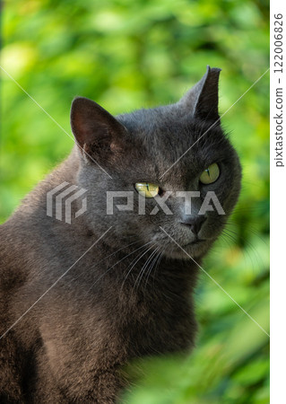 A stray cat with sharp eyes, grey fur and golden eyes, set against a natural green background A stray cat with sharp eyes, grey fur and golden eyes, set against a natural green background 122006826