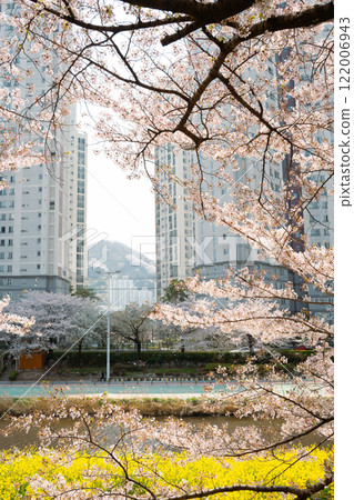 Oncheoncheon Stream and apartment buildings with cherry blossom in Busan, Korea 122006943